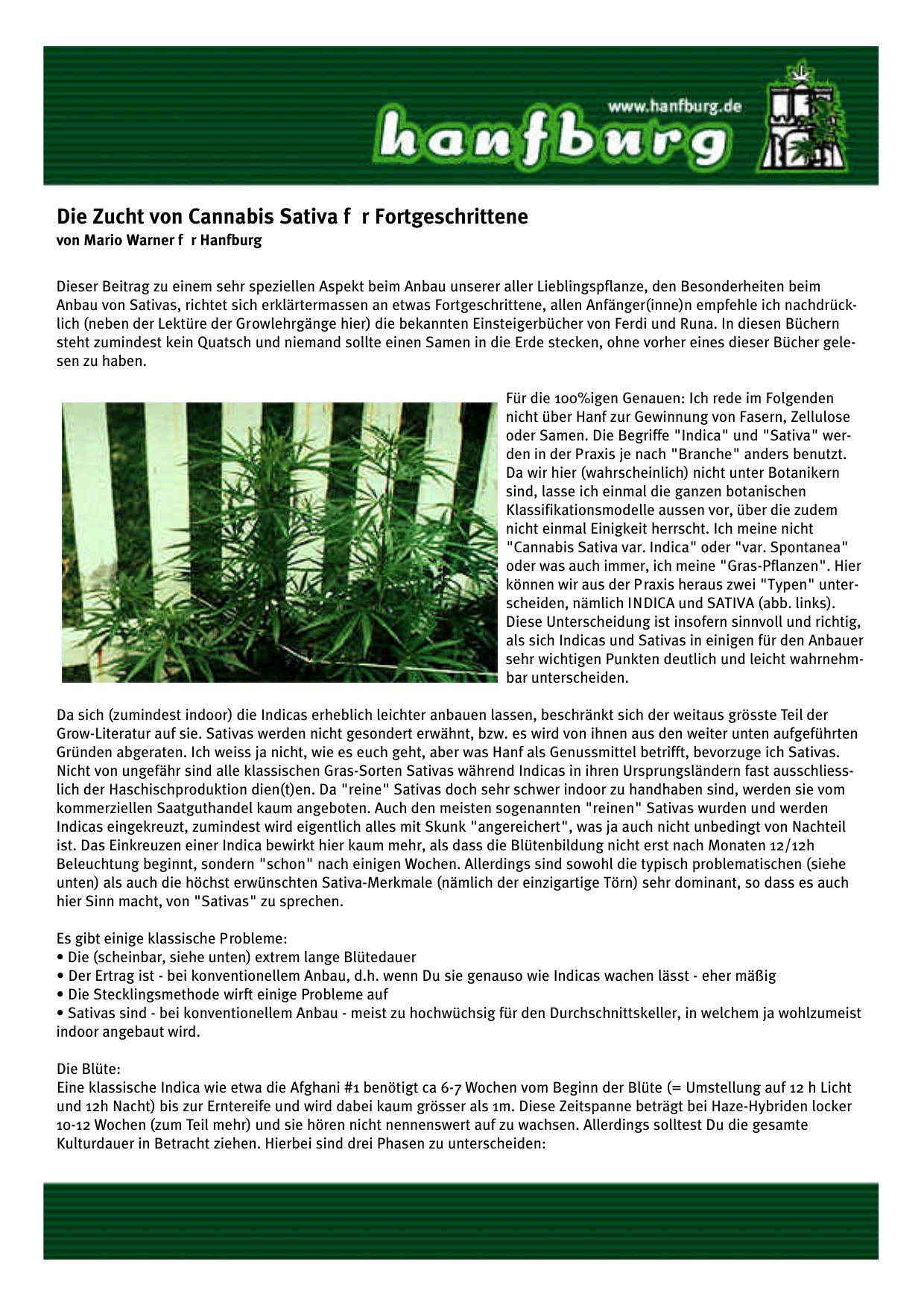 Die Zucht von Cannabis Sativa